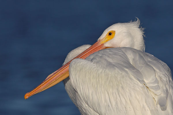 White Pelican © Russ Chantler